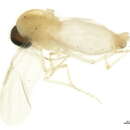 Image of Culicoides melleus (Coquillett 1901)