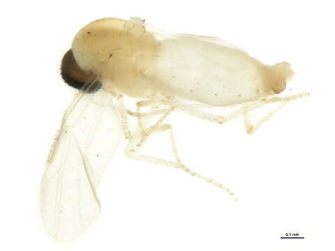 صورة Culicoides melleus (Coquillett 1901)