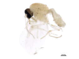 Image of Culicoides melleus (Coquillett 1901)