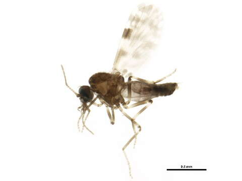 Image of Culicoides sonorensis Wirth & Jones 1957