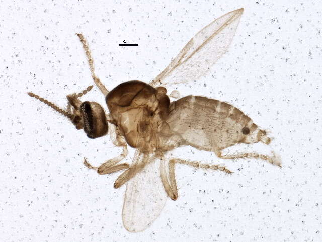 Image of Forcipomyia acidicola (Tokunaga 1937)