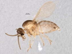 Image of Forcipomyia acidicola (Tokunaga 1937)