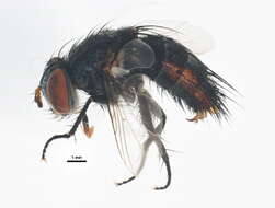 Image of Masiphya confusa Aldrich 1925