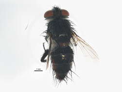 Image of Masiphya confusa Aldrich 1925