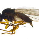 Image of Fly