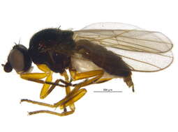 Image of Fly