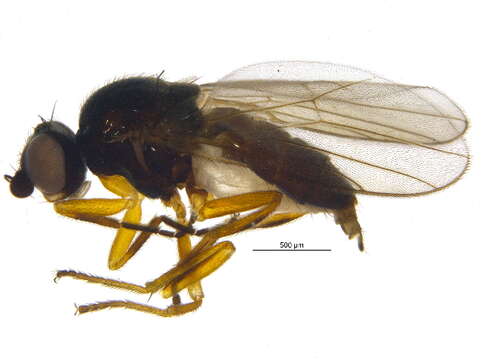 Image of Fly