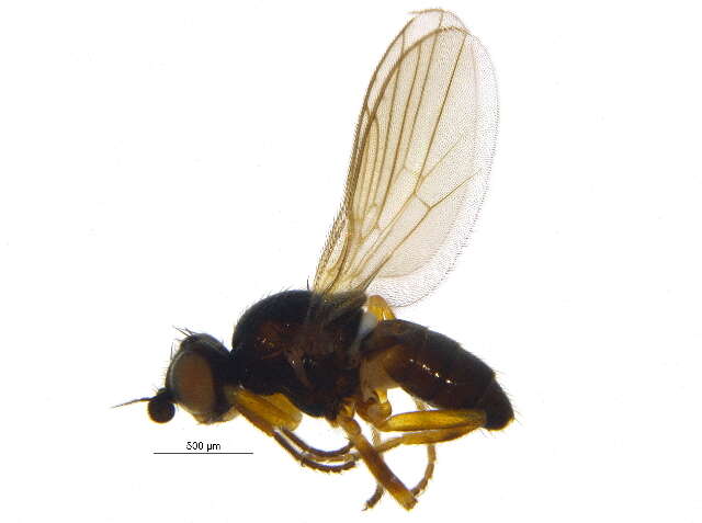 Image of Fly