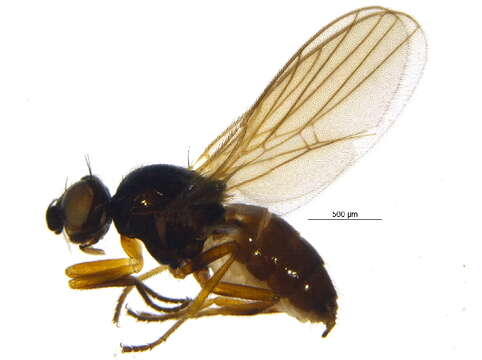 Image of Fly