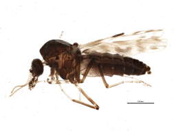 Image of Culicoides sonorensis Wirth & Jones 1957