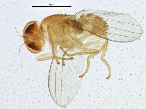 Image of chyromyid flies