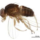 Imagem de Drosophila hamatofila Patterson & Wheeler 1942