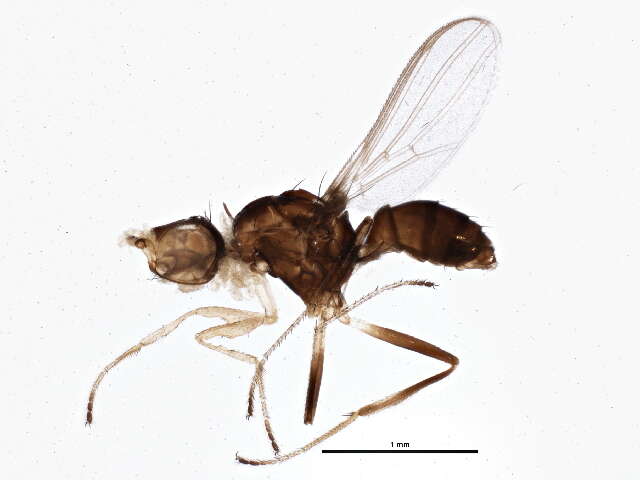 Image de Microsepsis furcata (Melander & Spuler 1917)