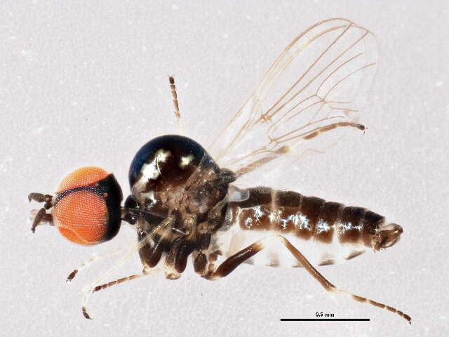 Image of micro bee flies