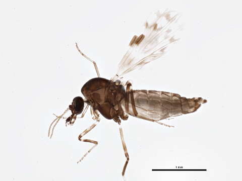 Image of Culicoides sonorensis Wirth & Jones 1957