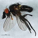 Image of Phytomyptera aenea (Coquillett 1895)