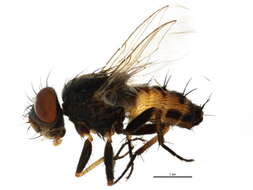 Image of Taxigramma