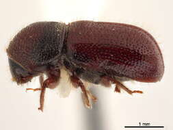 Image of Conophthorus