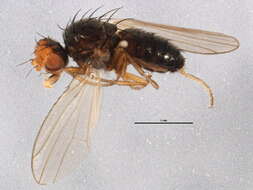 Image of chyromyid flies