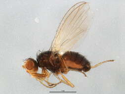 Image of chyromyid flies