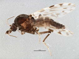 Image of Culicoides sonorensis Wirth & Jones 1957