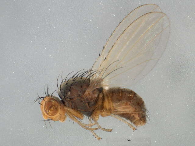 Image of chyromyid flies