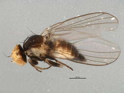 Image of Liriomyza septentrionalis Sehgal 1968