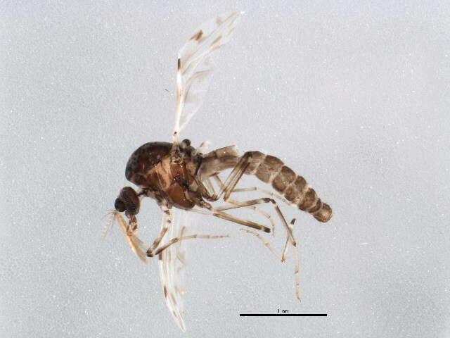 Image of Culicoides sonorensis Wirth & Jones 1957