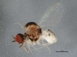 Image of micro bee flies