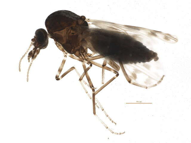 Image of Culicoides sonorensis Wirth & Jones 1957