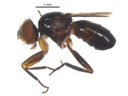 Image of woodlouse flies