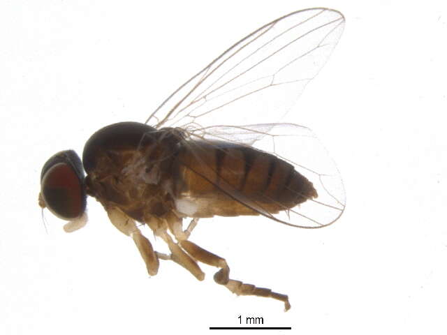 Image of flat-footed flies