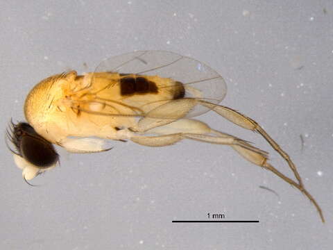 Image of Ant-decapitating Flies