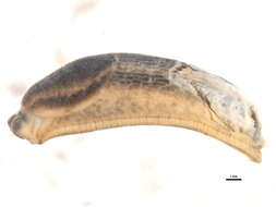 Image of Dusky Slug