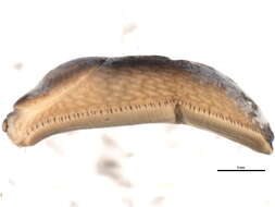 Image of Dusky Slug