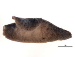 Image of Brown Slug