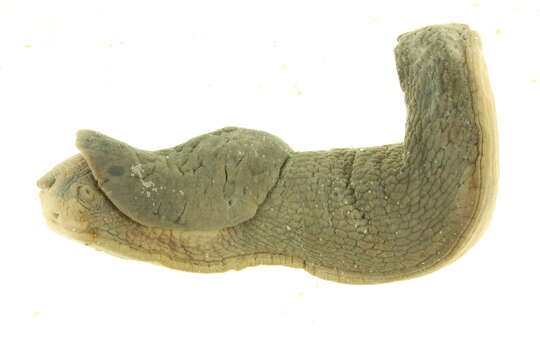 Image of Limax Linnaeus 1758