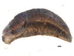 Image of Dusky Slug