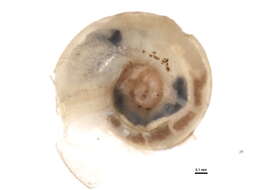 Image of Pupilloidea W. Turton 1831