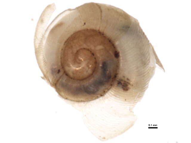 Image of Pupilloidea W. Turton 1831