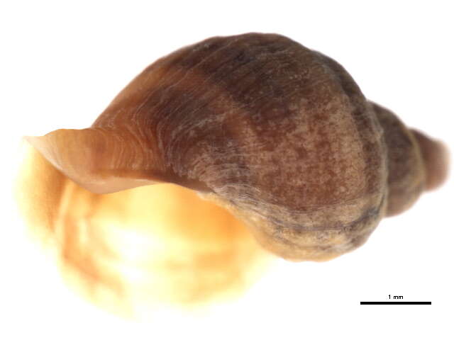 Image of Dog whelk