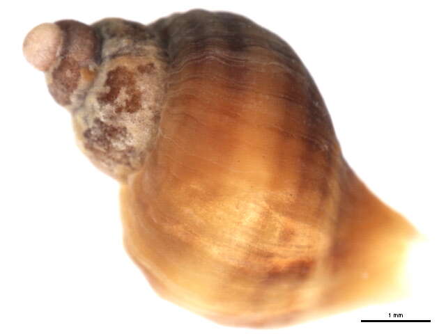 Image of Dog whelk