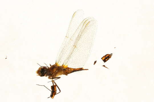 Image of Saffron-winged Meadowhawk