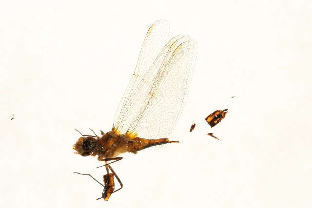 Image of Saffron-winged Meadowhawk