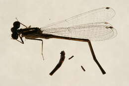 Image of Eastern Forktail