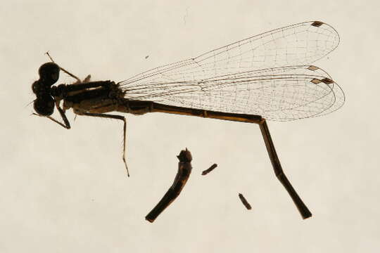 Image of Eastern Forktail