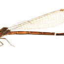 Image of <i>Argia fumipennis violacea</i>