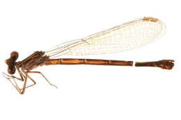 Image of <i>Argia fumipennis violacea</i>