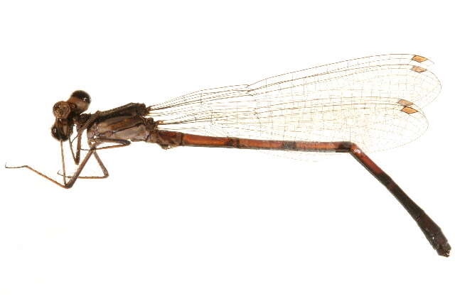 Image of <i>Argia fumipennis violacea</i>