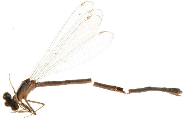 Image of <i>Argia fumipennis violacea</i>